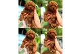 İnsanlarla İletişimi Güçlü Toy Poodle Yavruları