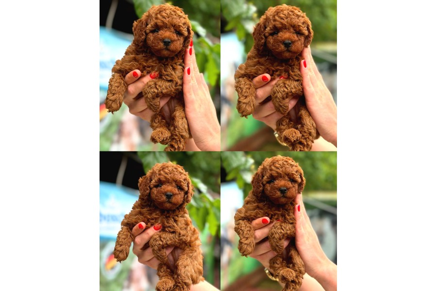 Sağlıklı ve Sevimli Toy Poodle Yavruları