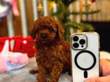 Teacup Poodle Yavrular