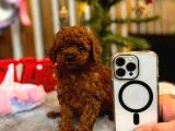 Teacup Poodle Yavrular