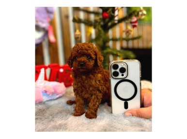 Teacup Poodle Yavrular