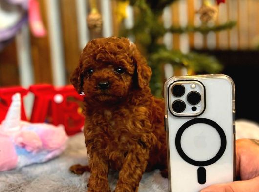 Teacup Poodle Yavrular