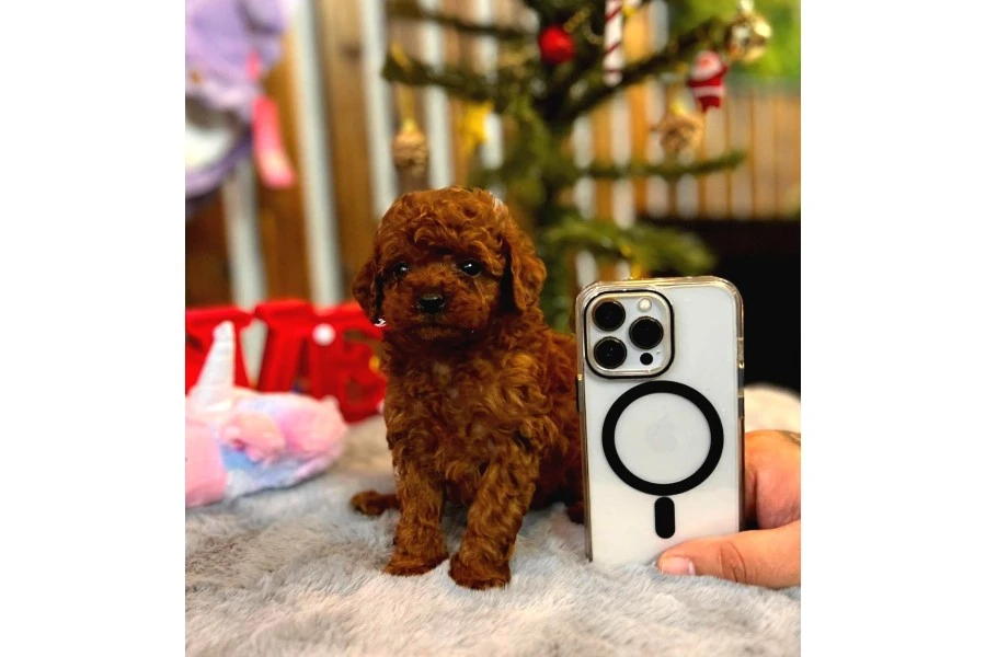 Teacup Poodle Yavrular