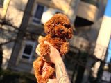 Orjinal Poodle Yavrular