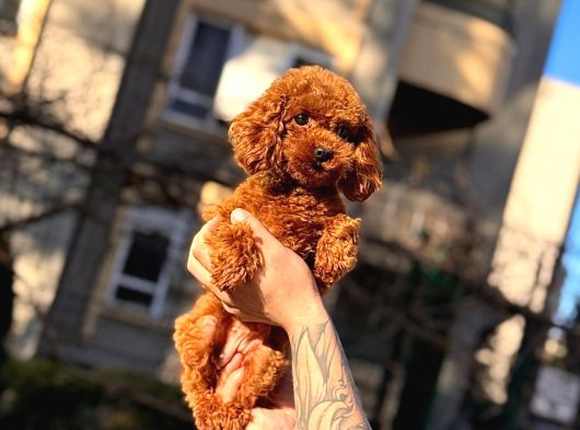Orjinal Poodle Yavrular