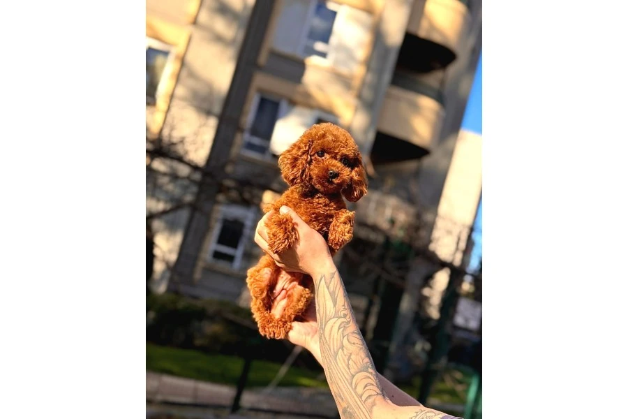Orjinal Poodle Yavrular