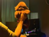 Kore Kan Poodle Bebekler
