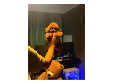 Kore Kan Poodle Bebekler