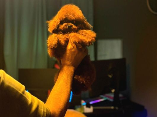 Kore Kan Poodle Bebekler
