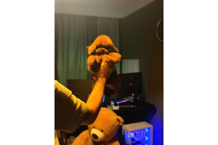 Kore Kan Poodle Bebekler