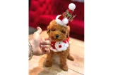 Ped Eğitimine Başlamış Toy Poodle Yavruları