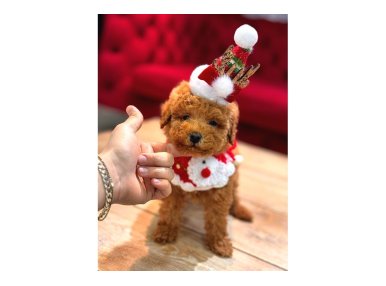 Toy Poodle Yavrular 