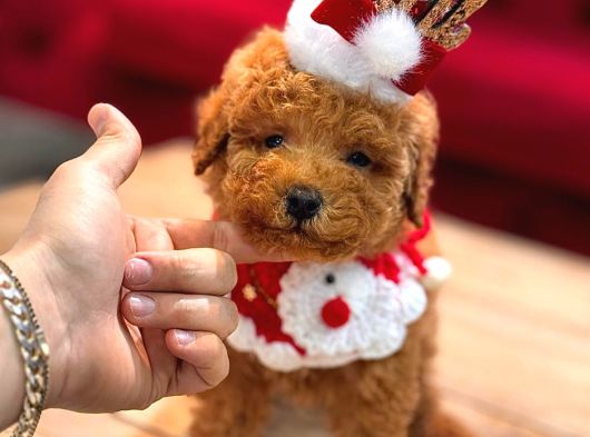 Toy Poodle Yavrular 