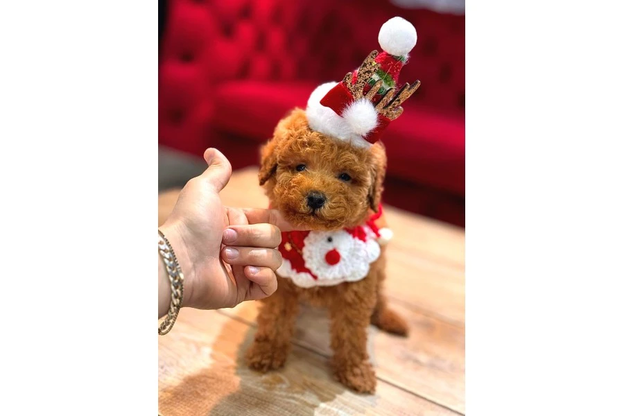 Toy Poodle Yavrular