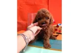 Yeni Ailesiyle Tanışmayı Bekleyen Poodle Yavruları - Toy Poodle
