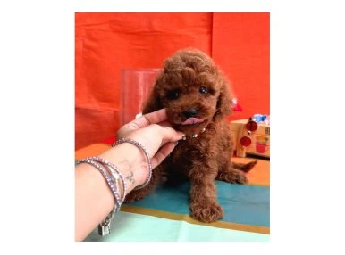 Orjinal En Özel Poodle Bebeklerimiz