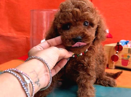 Orjinal En Özel Poodle Bebeklerimiz