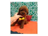 Orjinal En Özel Poodle Bebeklerimiz - 5