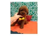 Orjinal En Özel Poodle Bebeklerimiz - 5