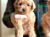 Orjinal Maltipoo Yavrular