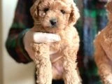 Orjinal Maltipoo Yavrular - 5