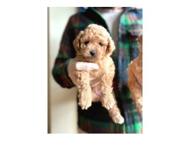 Orjinal Maltipoo Yavrular