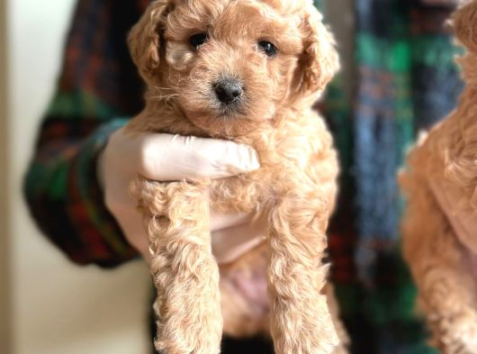 Orjinal Maltipoo Yavrular