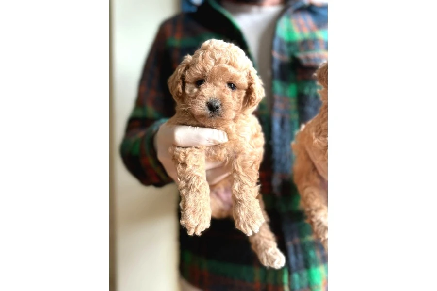 Orjinal Maltipoo Yavrular