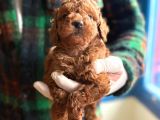 Poodle Bebeklerimiz Sizi Bekliyor