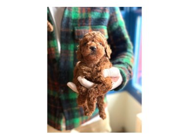 Poodle Bebeklerimiz Sizi Bekliyor