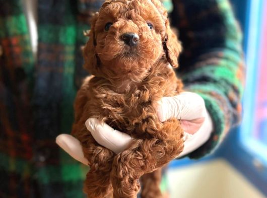 Poodle Bebeklerimiz Sizi Bekliyor