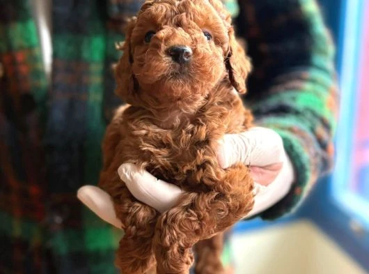 Poodle Bebeklerimiz Sizi Bekliyor