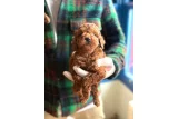 Birbirinden Güzel Renklerde Toy Poodle Yavruları