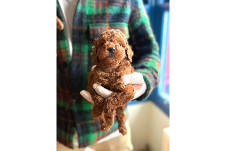 Poodle Bebeklerimiz Sizi Bekliyor