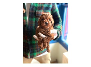 Minik Poodle Yavrularımız