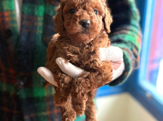 Minik Poodle Yavrularımız