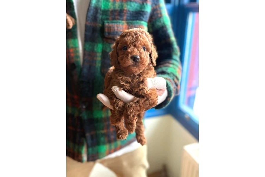 Minik Poodle Yavrularımız