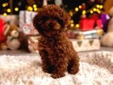 Başka Güzellikte Toy Poodle Yavrular - 2