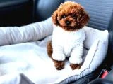 Başka Güzellikte Toy Poodle Yavrular - 3