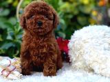 Başka Güzellikte Toy Poodle Yavrular