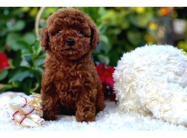 Başka Güzellikte Toy Poodle Yavrular