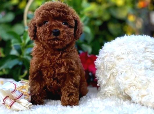 Başka Güzellikte Toy Poodle Yavrular