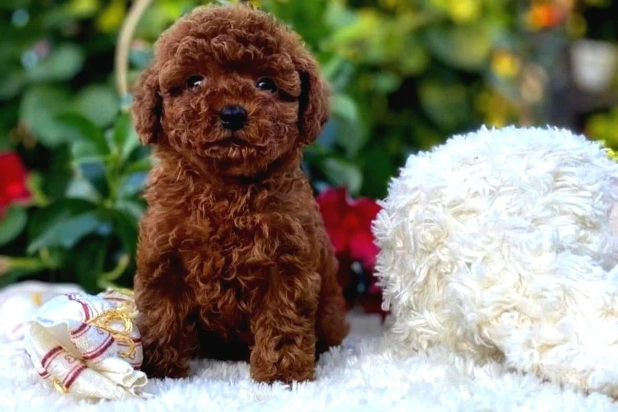 Başka Güzellikte Toy Poodle Yavrular