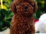 Başka Güzellikte Toy Poodle Yavrular - 4