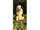 Dev Poodle Yavruları - 6