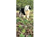 Dev Poodle Yavruları - 10