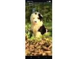 Dev Poodle Yavruları - 5