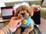 Maltipoo Bebeklerimiz Yeni Evlerine Hazır