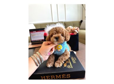 Maltipoo Bebeklerimiz Yeni Evlerine Hazır