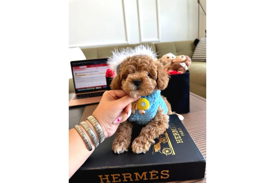 Maltipoo Bebeklerimiz Yeni Evlerine Hazır